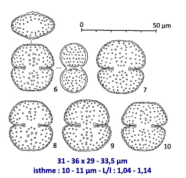 Cosmarium anisochondroides F.A.C.Kouwets #83250