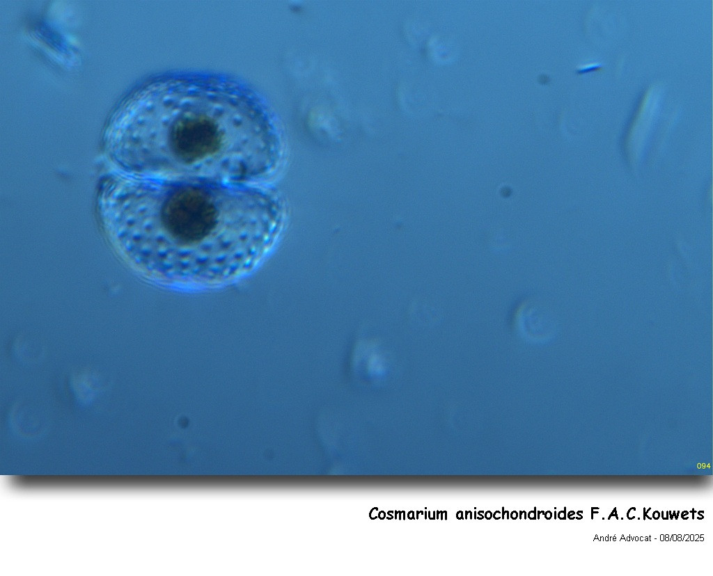 Cosmarium anisochondroides F.A.C.Kouwets #83216