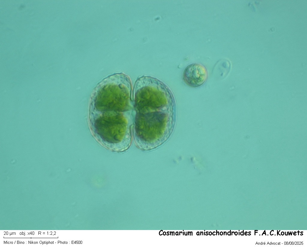 Cosmarium anisochondroides F.A.C.Kouwets #83215