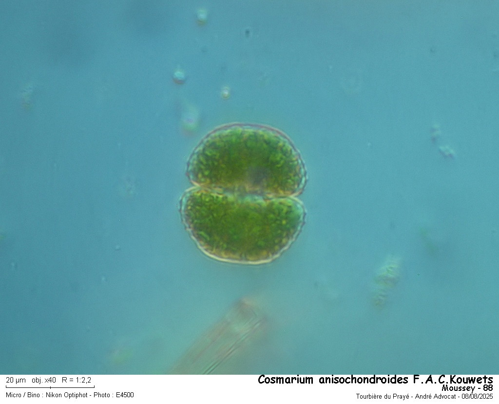 Cosmarium anisochondroides F.A.C.Kouwets #83213