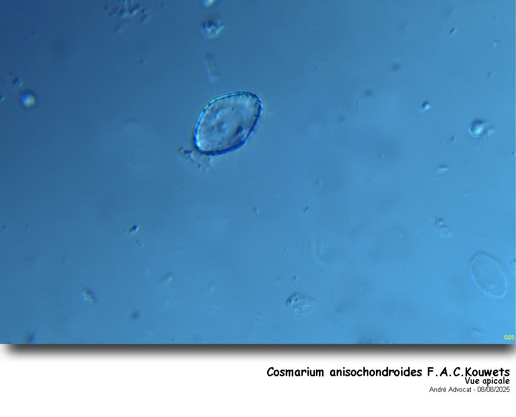 Cosmarium anisochondroides F.A.C.Kouwets #83218