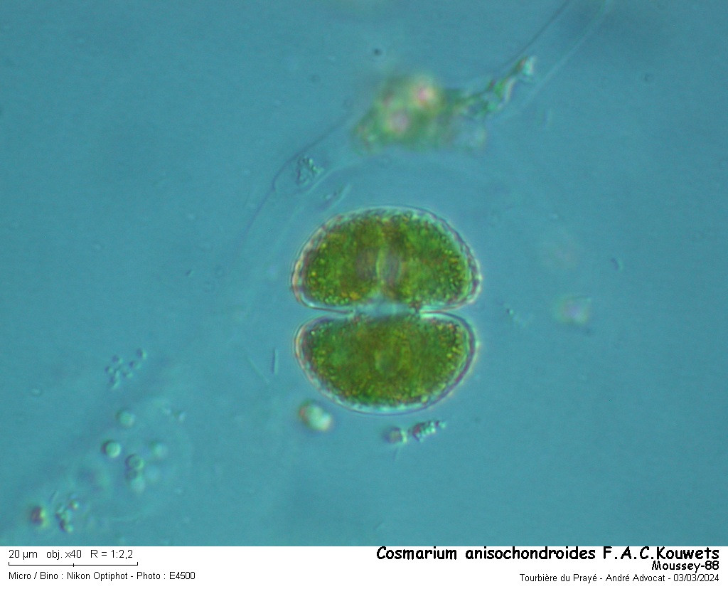 Cosmarium anisochondroides F.A.C.Kouwets #83212