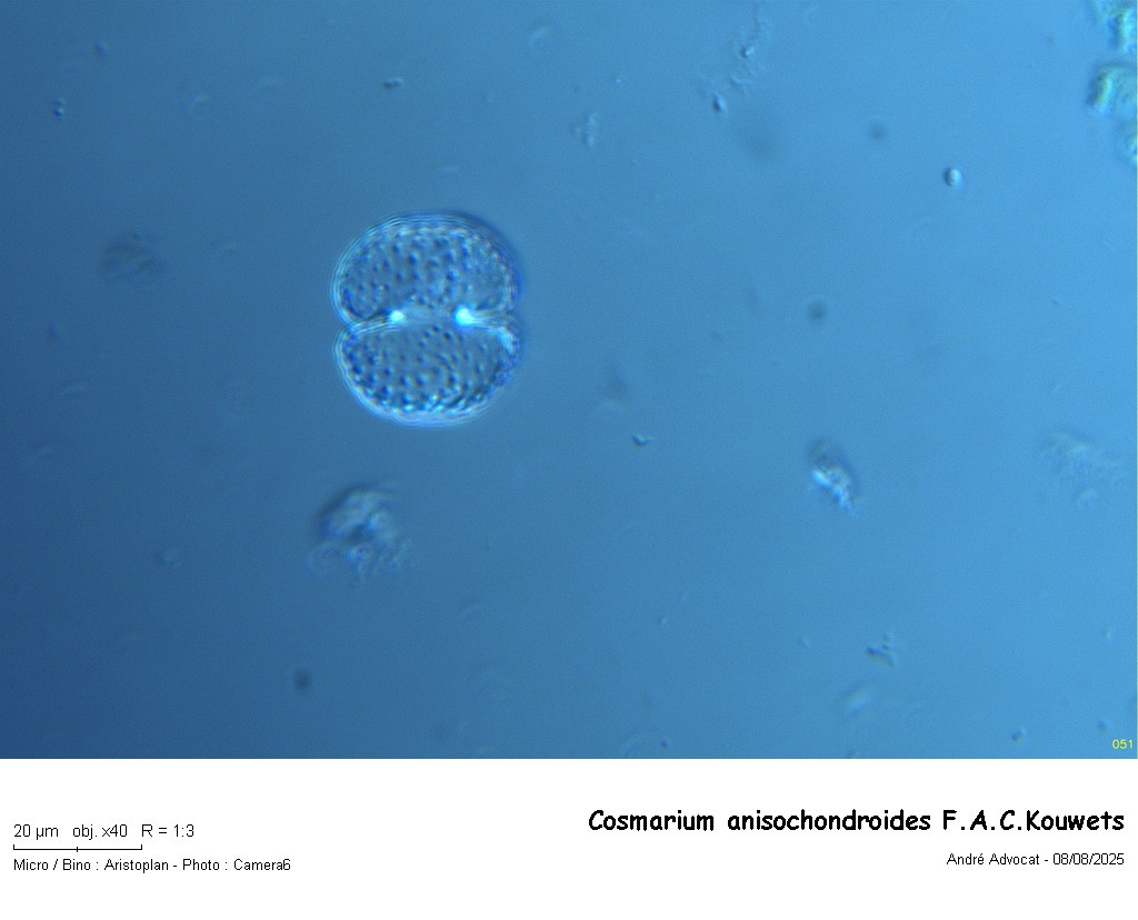 Cosmarium anisochondroides F.A.C.Kouwets #83221
