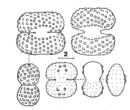 Cosmarium anisochondrum Nordstedt #76202