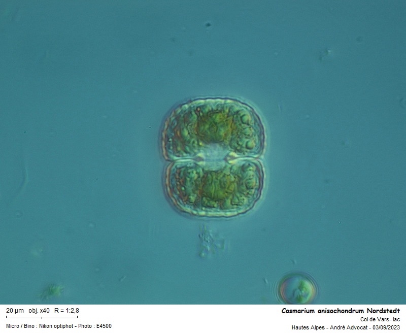 Cosmarium anisochondrum Nordstedt #76184