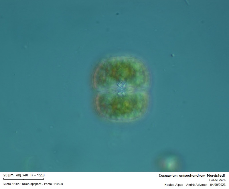 Cosmarium anisochondrum Nordstedt #76188