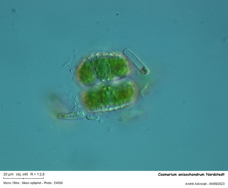 Cosmarium anisochondrum Nordstedt #76187