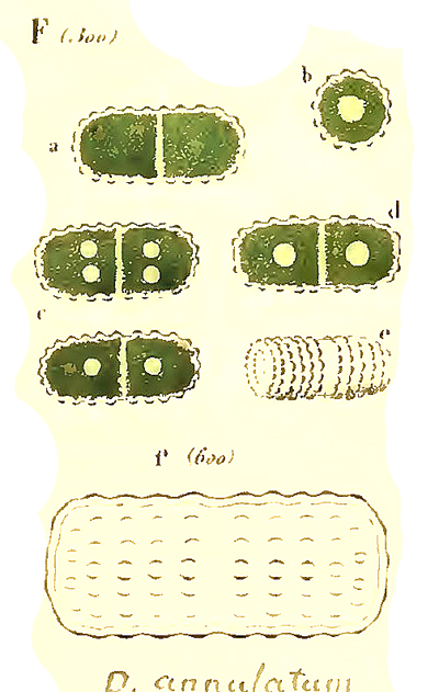 COSMARIUM annulatum #78380
