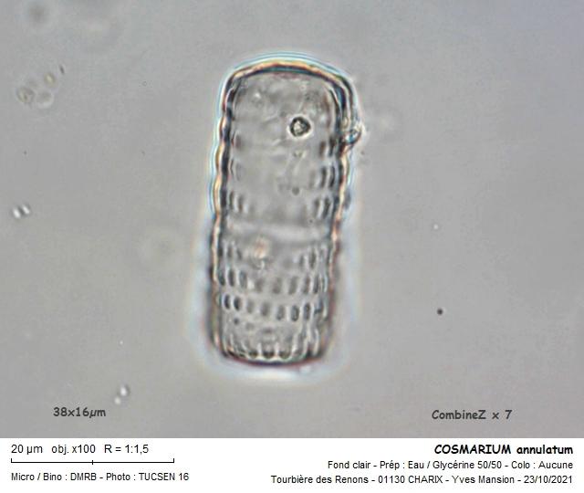 COSMARIUM annulatum #68403
