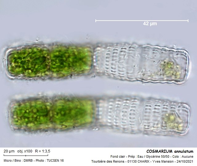 COSMARIUM annulatum #68402
