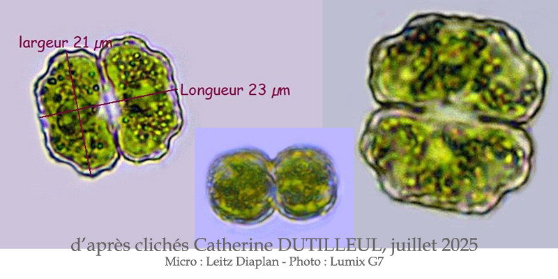 Cosmarium berryense Kouwets, 1998 #82949