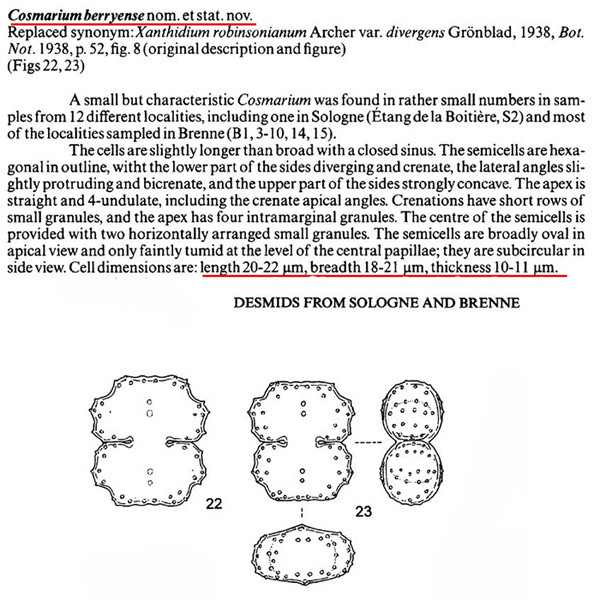 Cosmarium berryense Kouwets, 1998 #82952