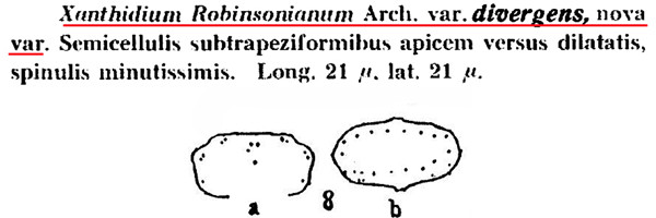 Cosmarium berryense Kouwets, 1998 #82951