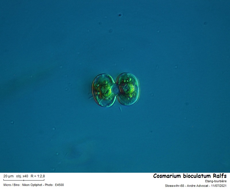 Cosmarium bioculatum Ralfs #67363