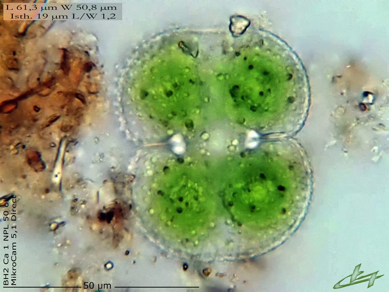Cosmarium biretum -forme arrondie- #84103