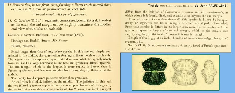 Cosmarium biretum #68397