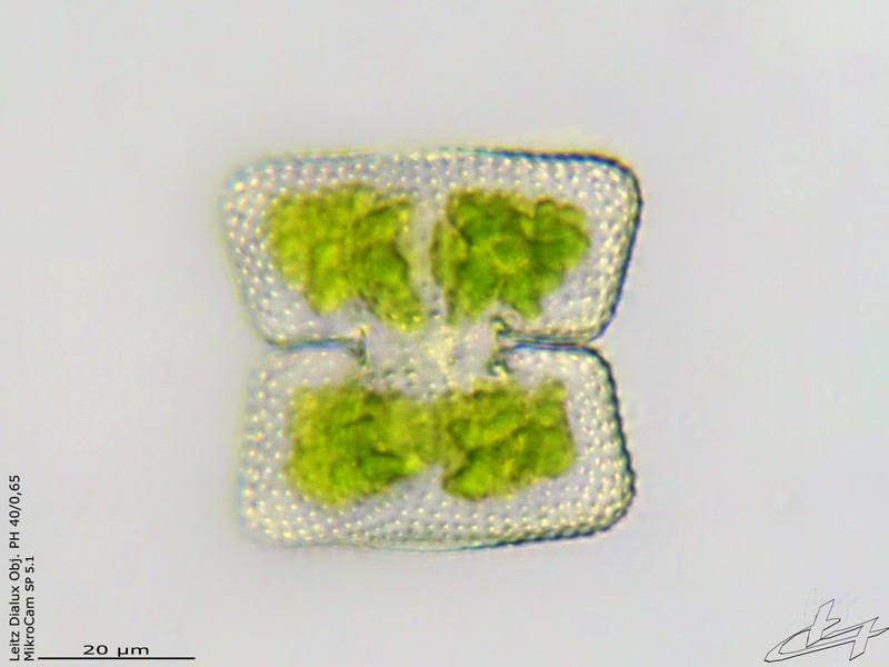 Cosmarium biretum #68396