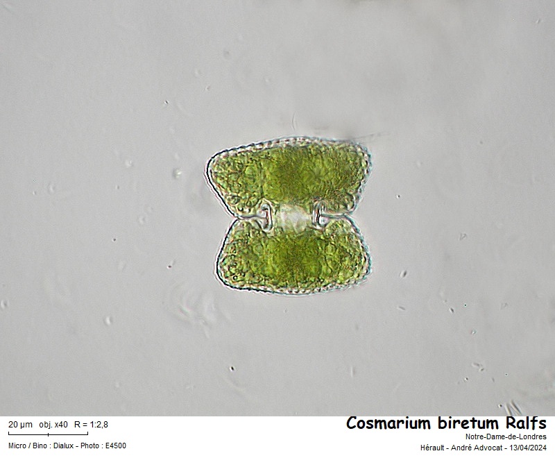 Cosmarium biretum Ralfs var biretum #78500