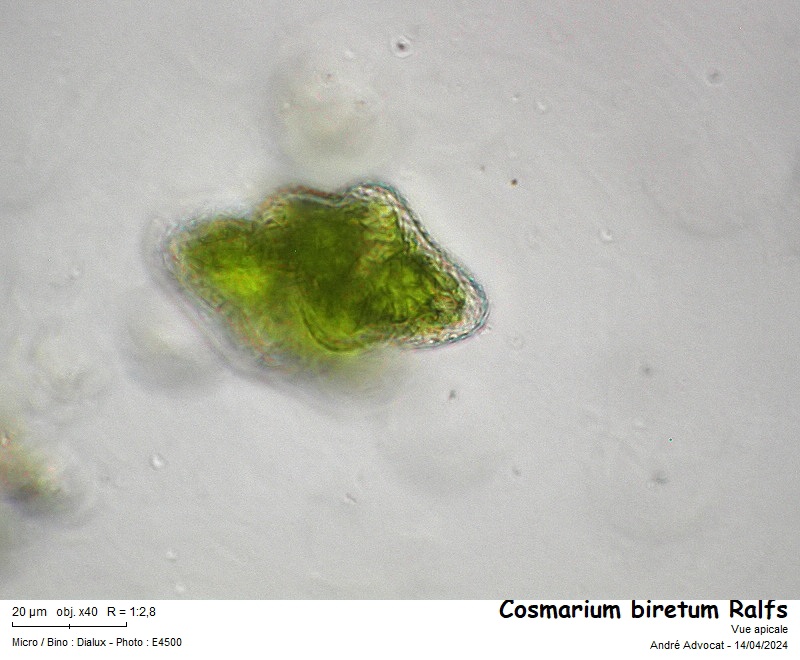 Cosmarium biretum Ralfs var biretum #78501
