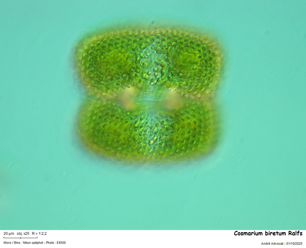 Cosmarium biretum Ralfs var biretum #83807