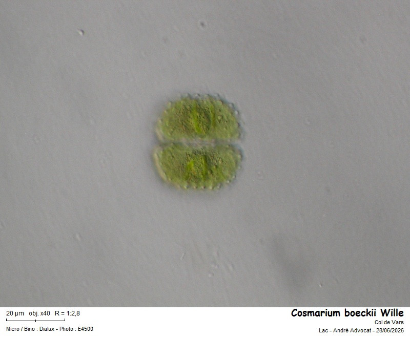 Cosmarium boeckii Wille #86450