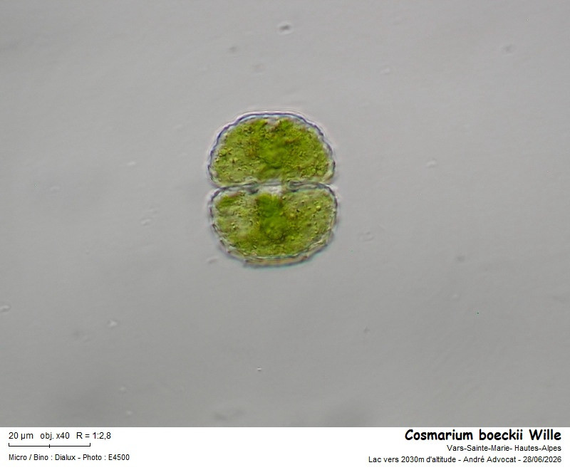 Cosmarium boeckii Wille #86449