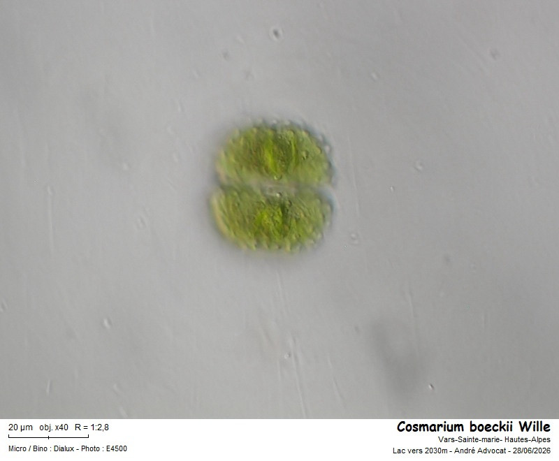 Cosmarium boeckii Wille #86451