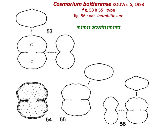 Cosmarium boitierense Kouwets #78958