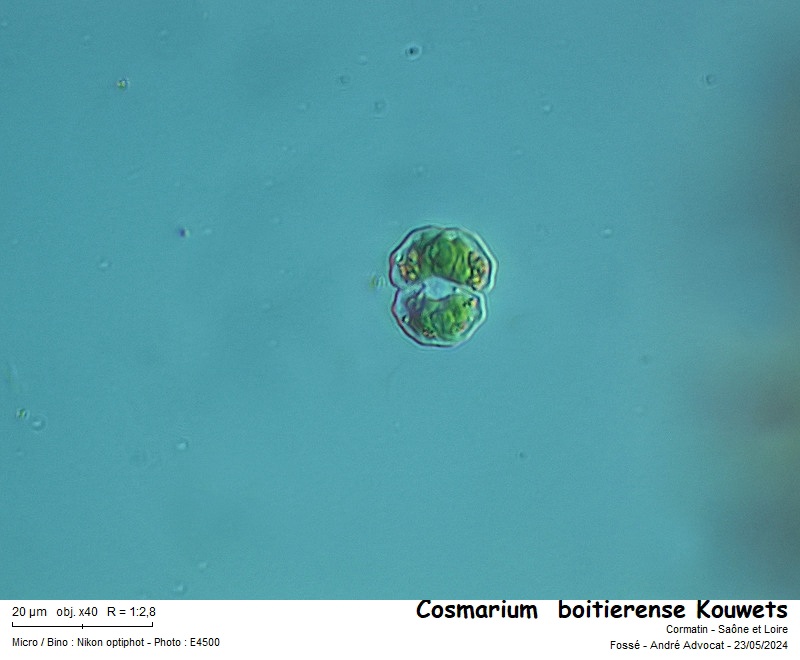 Cosmarium boitierense Kouwets #78902