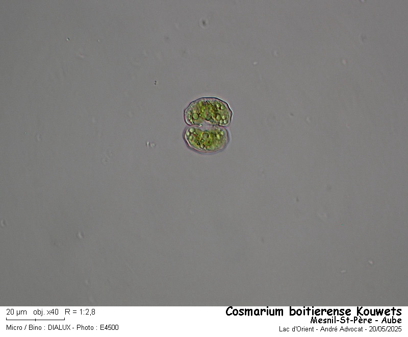 Cosmarium boitierense Kouwets #82433