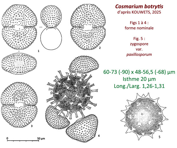 Cosmarium botrytis var botrytis #86100