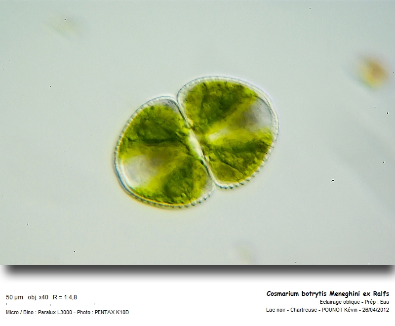 Cosmarium botrytis Meneghini ex Ralfs #26719