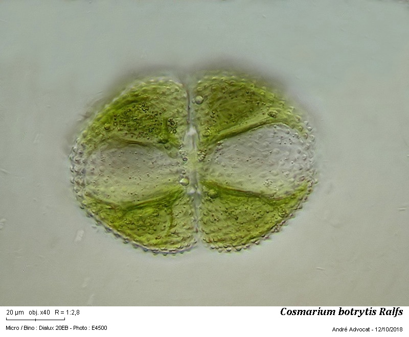Cosmarium botrytis Ralfs #56690