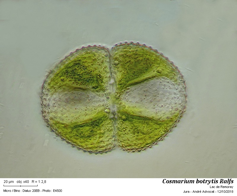 Cosmarium botrytis Ralfs #56689