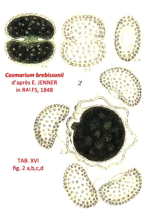 Cosmarium brebissonii Ralfs #82363