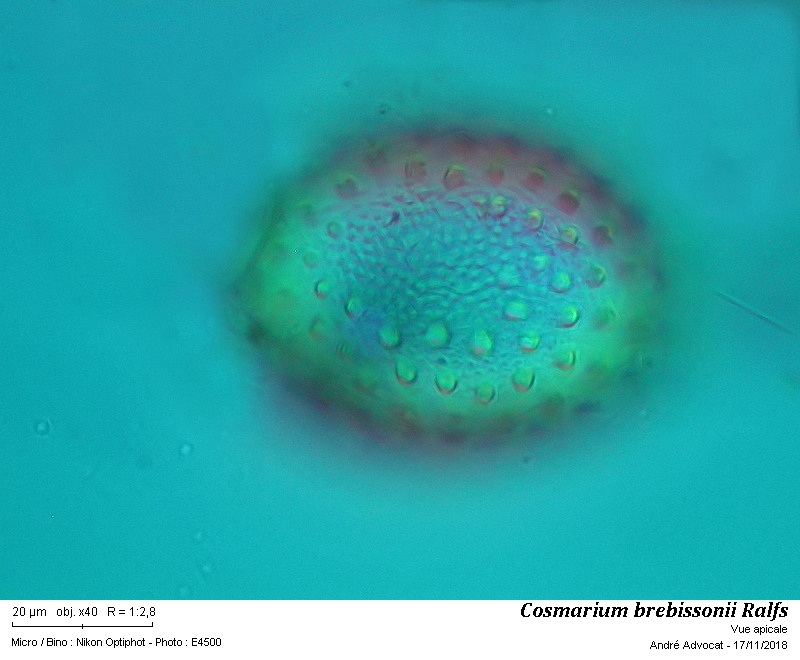 Cosmarium brebissonii Ralfs #56915