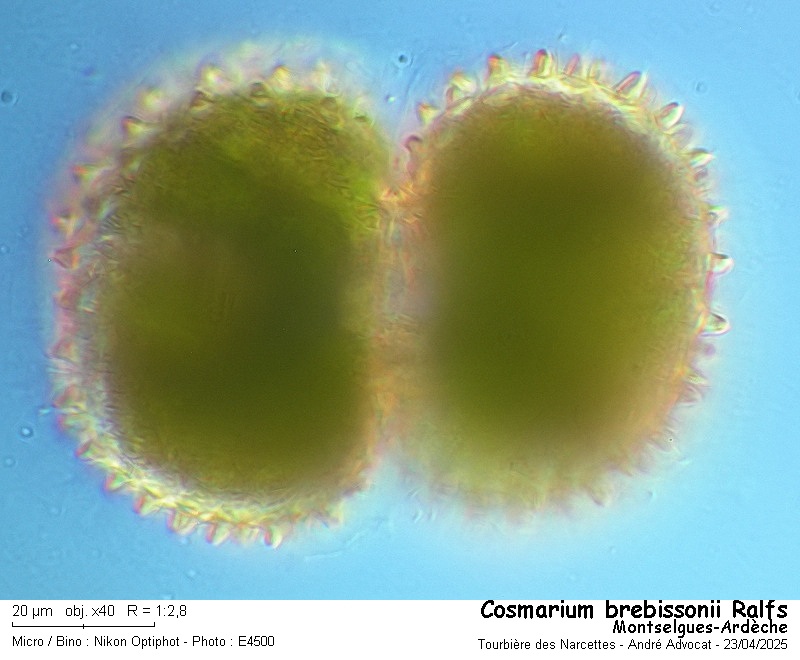 Cosmarium brebissonii Ralfs #82190