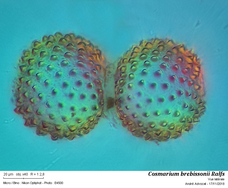 Cosmarium brebissonii Ralfs #56914