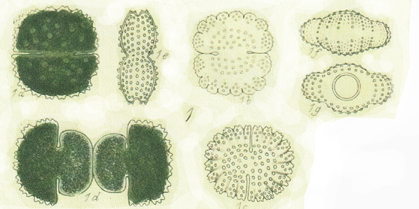 Cosmarium caelatum #77806