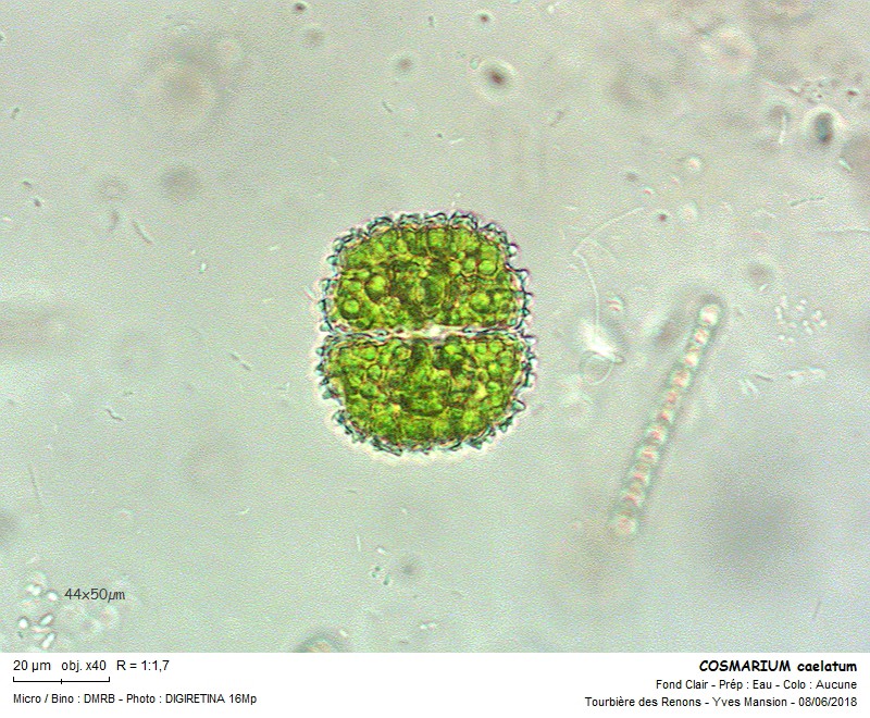 COSMARIUM caelatum #55802