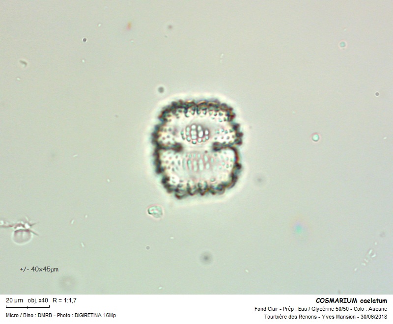 COSMARIUM caelatum #55804