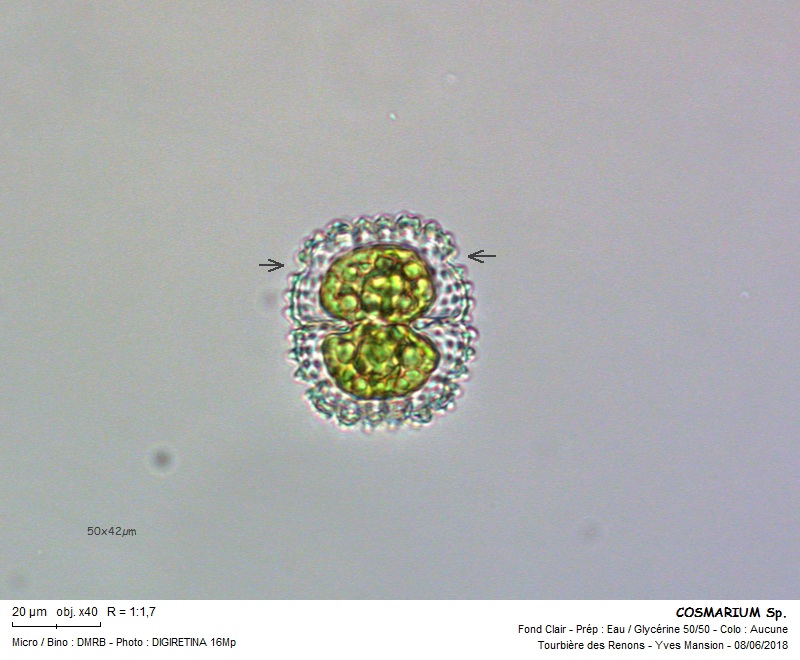 COSMARIUM caelatum #55803