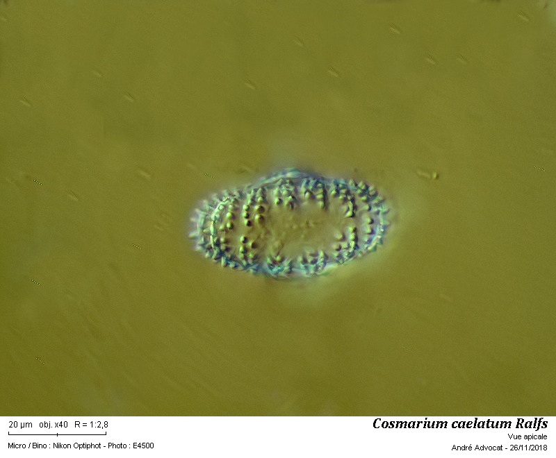 Cosmarium caelatum Ralfs #56961
