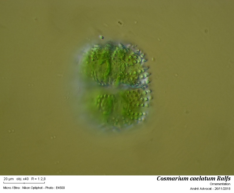 Cosmarium caelatum Ralfs #56960