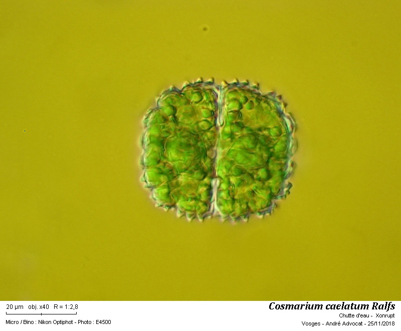 Cosmarium caelatum Ralfs #56959