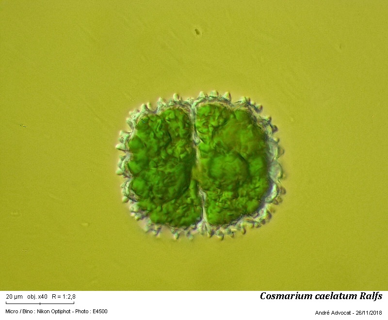 Cosmarium caelatum Ralfs #56962