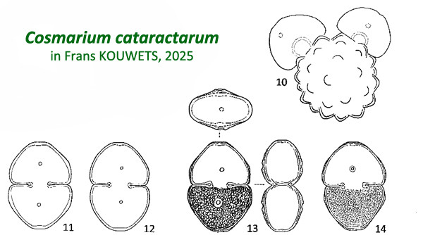 Cosmarium cataractarum (Racib.) B. Eichler #83601