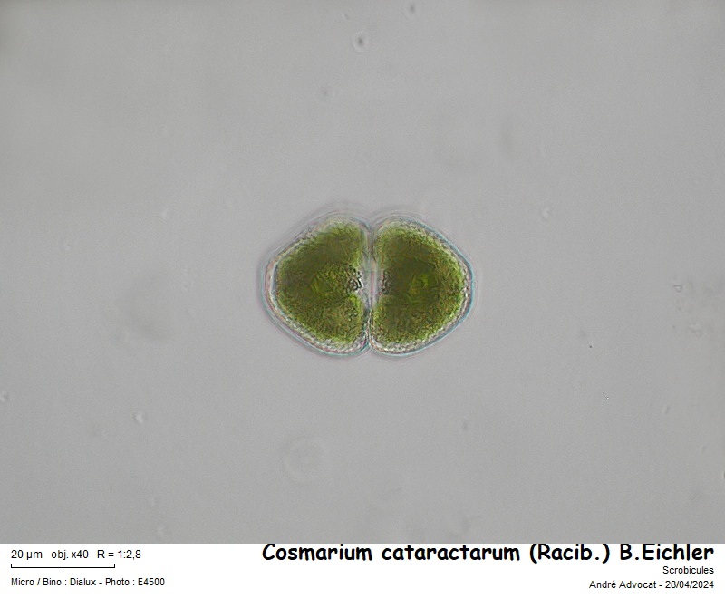 Cosmarium cataractarum (Racib.) B. Eichler #78669