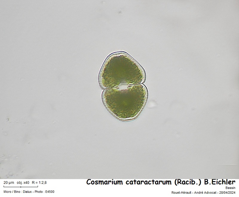 Cosmarium cataractarum (Racib.) B. Eichler #78668