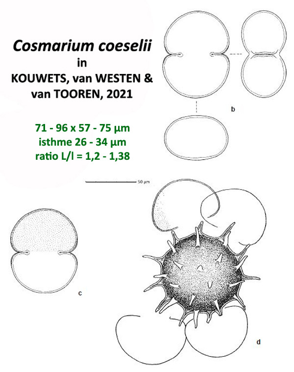Cosmarium coeselii Kouwets, Van Westen et Van Tooren #83893